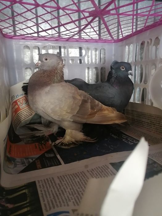 Продам голубей пара