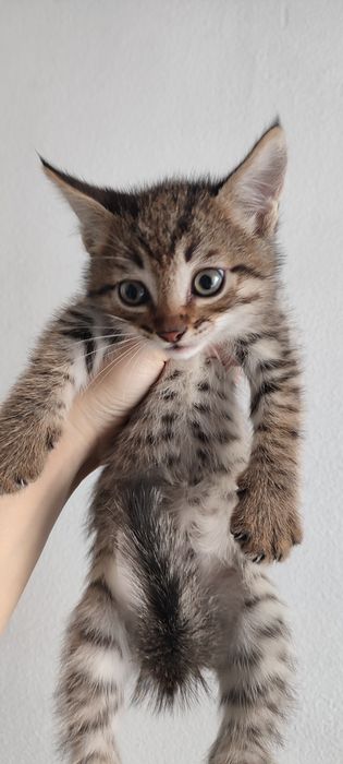 Котята ходят в лоток