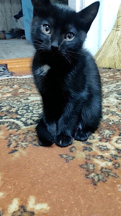 Отдам котенка в хорошие руки