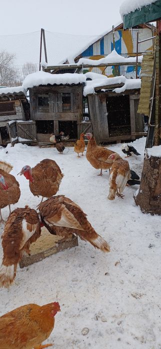 Vănd 2buc curci de casă masculi