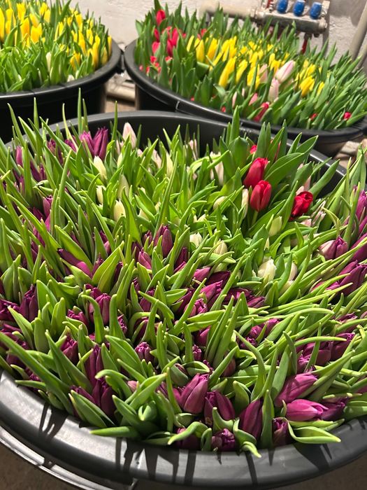 Голланские тюльпаны от 450 тг оптом