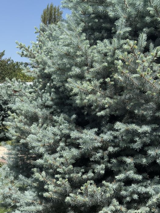 На продаже голубая ель