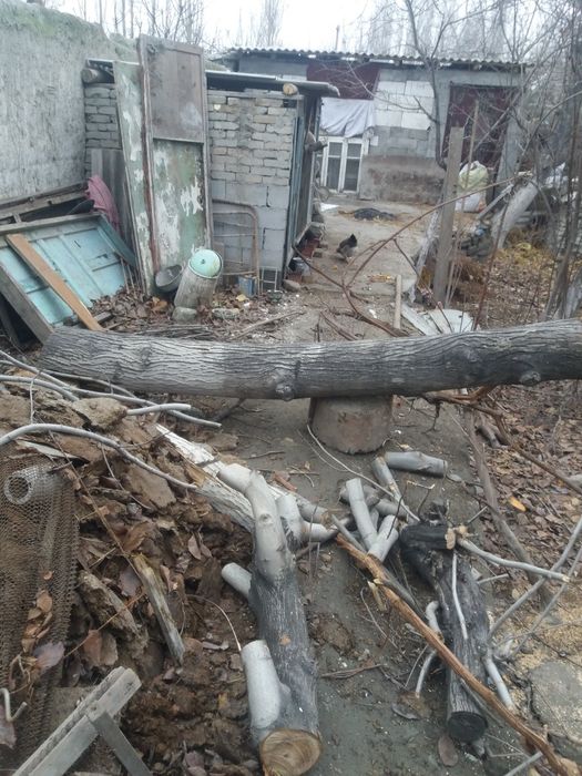 Ёнгок    дарахти