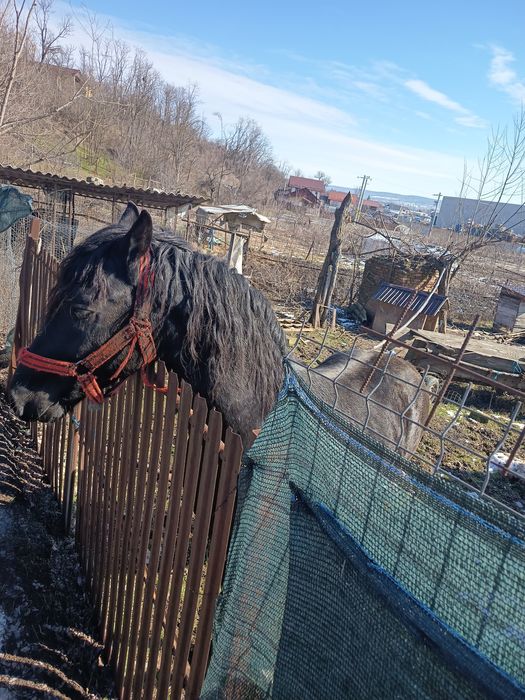 Vând mânz ,2 ani ,metis frizian și lipițan