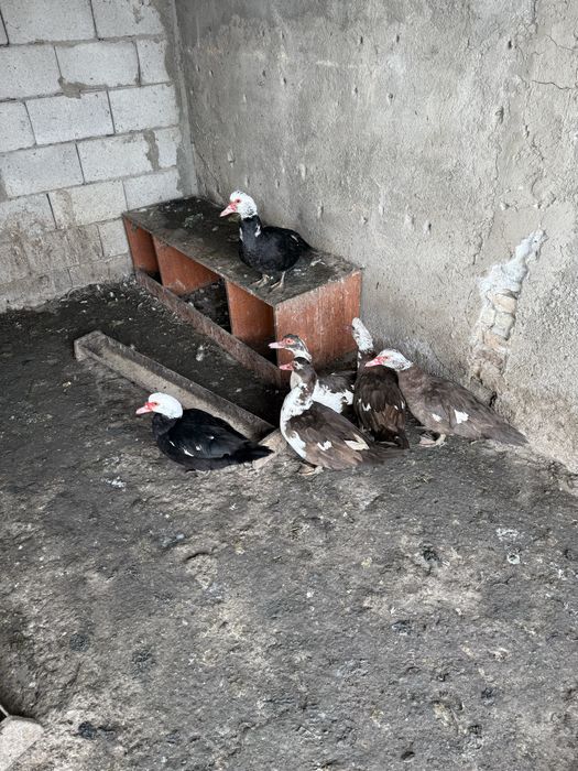 Индоуткалар сатылады