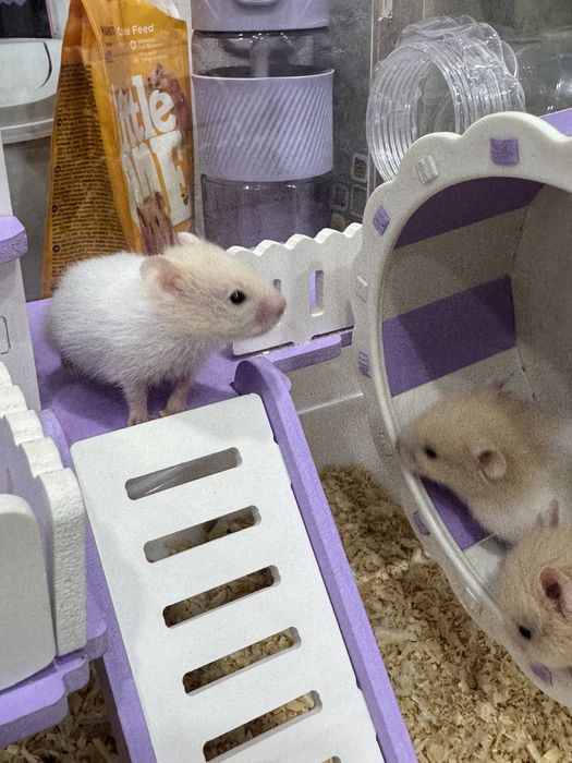 Отдам даром хомячков