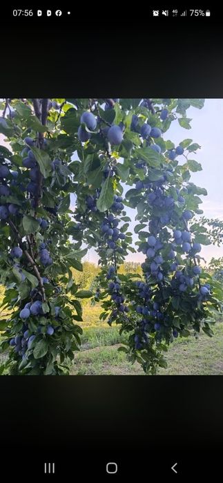 Fructe si legume