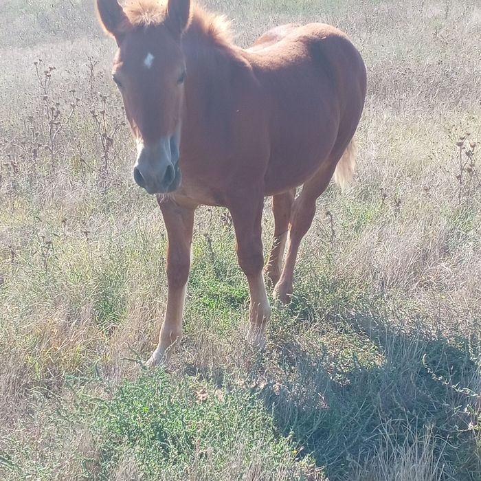 Mânz de 6 luni mai multe detalii la telefon