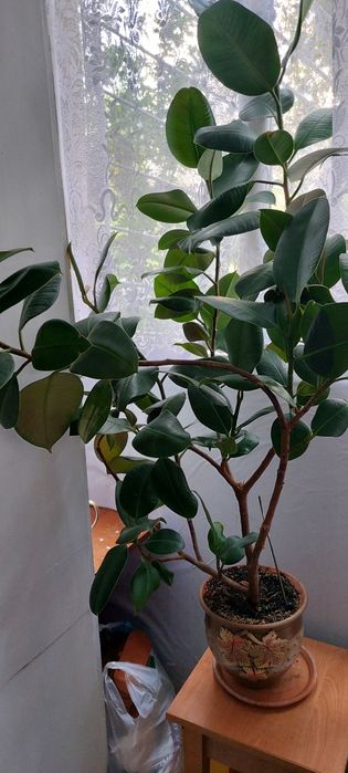 Фикус большой, красивый