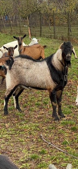 Vand Tap Anglonubian