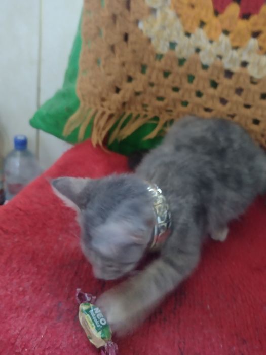Умный котик , в добрую любящую семью