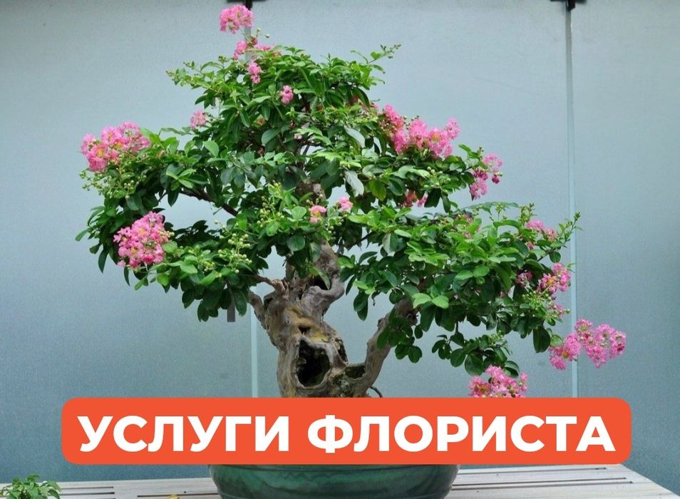 Грамотный уход за комнатными растениями.