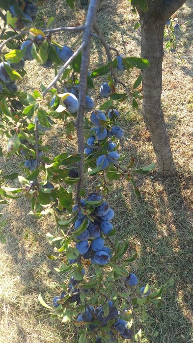Prune:  Negre Argeș