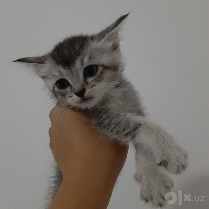Кошки серебристый шиншилы