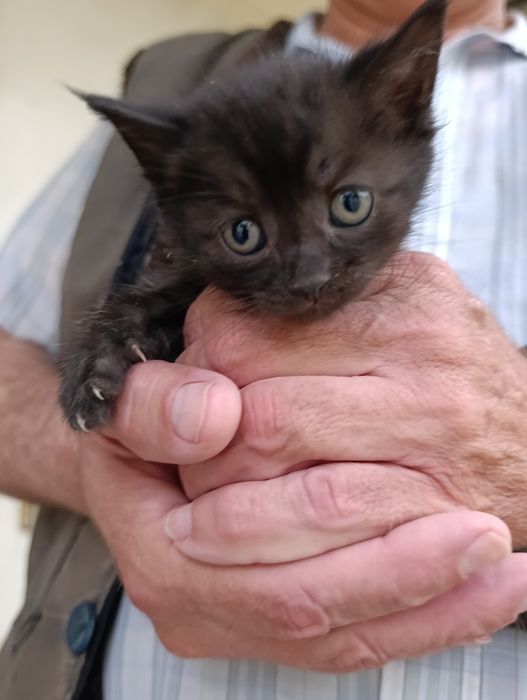 В самые добрые руки