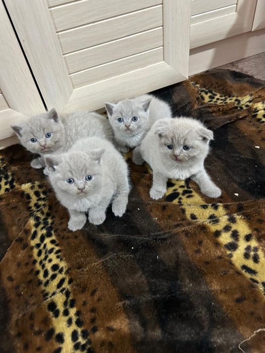 Британские вислоухие котята
