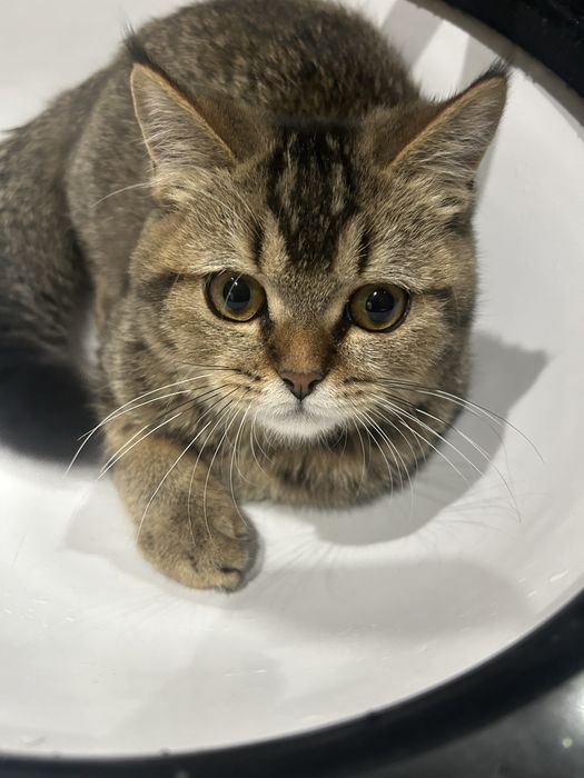 2та мушук боласи