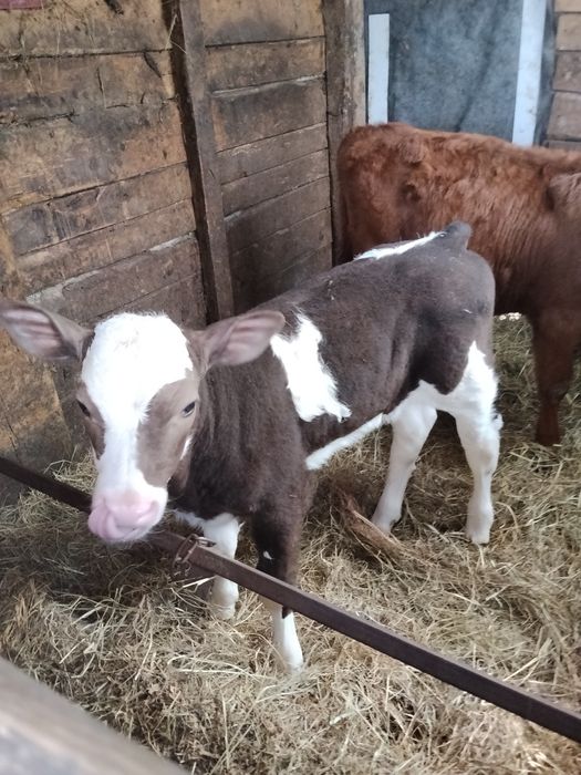 Продам тёлочку от семинталькой коровы