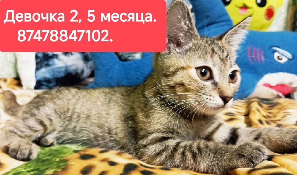 Котята ищут семью