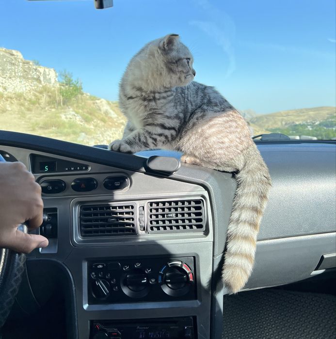 Mushuk skottish fold strait tozza zoti