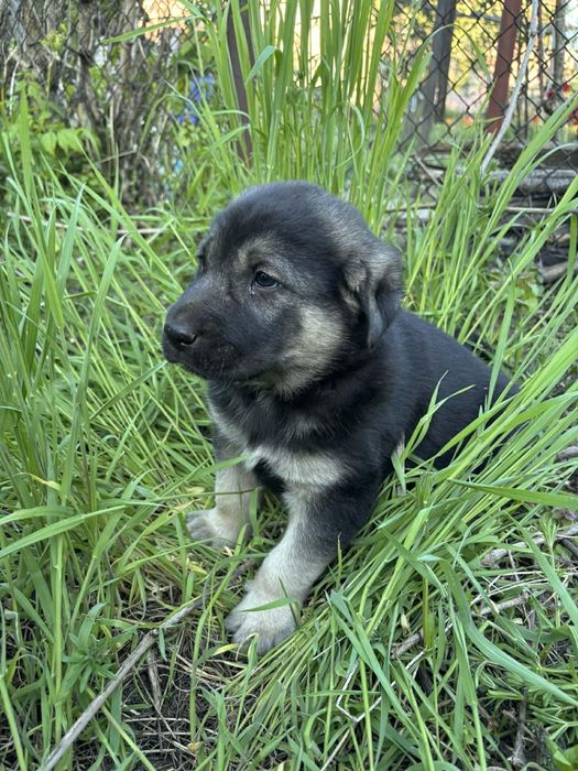 Малки кученца си търсят дом
