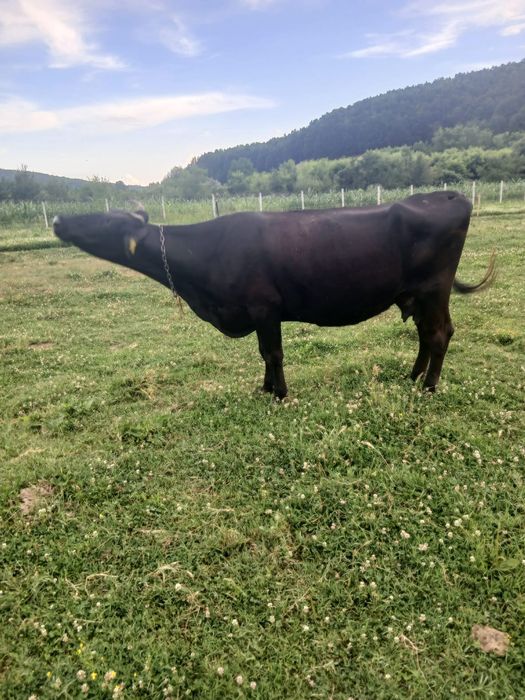 Vând vaca gestanta