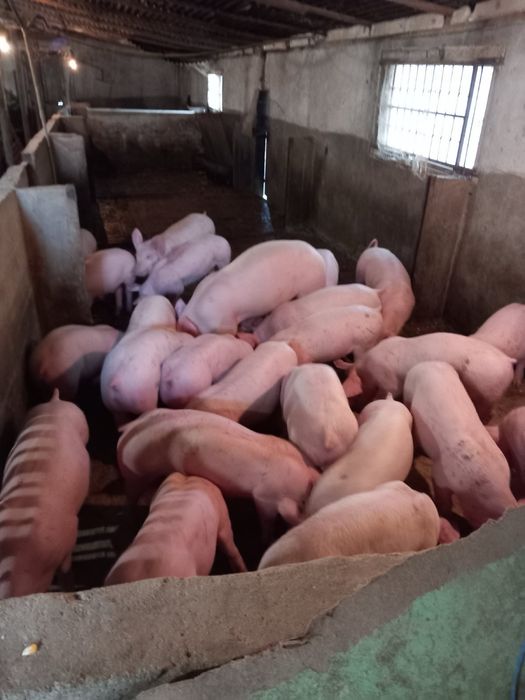 Продавам прасета