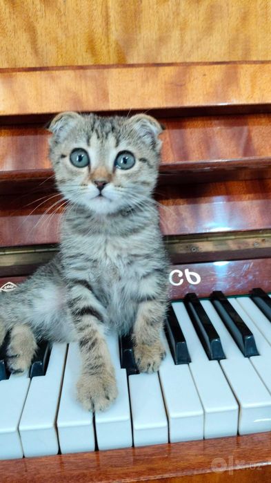 котенок, мальчик, Шотландская вислоухая