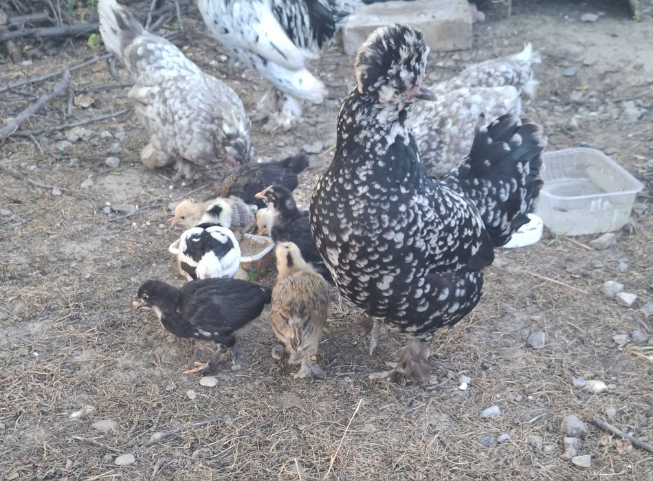 Продам Японские куриц и петушо.₸