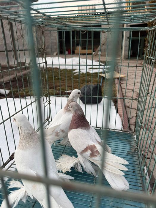Продам  голубей  лет игра гребля