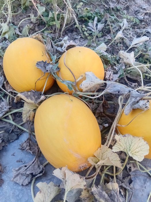 Продам дыню 150 .