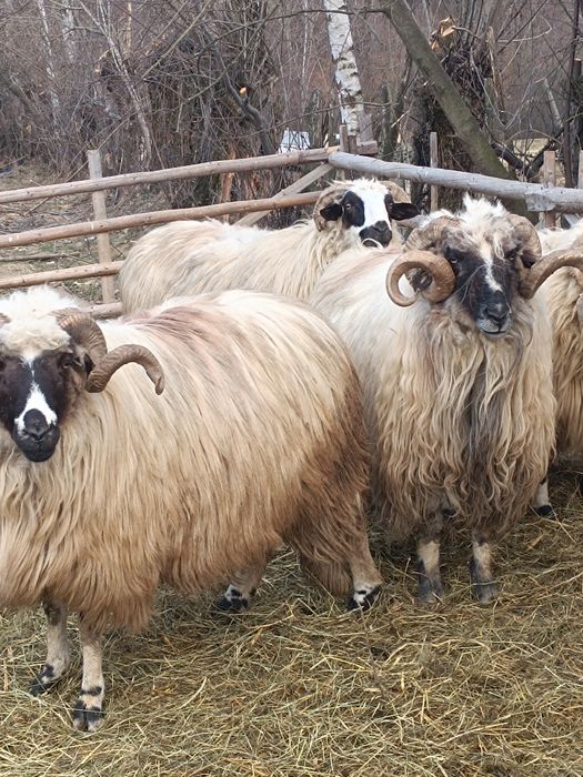 Berbeci  brezi de vânzare