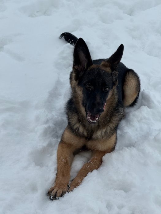 Немецкая овчарка