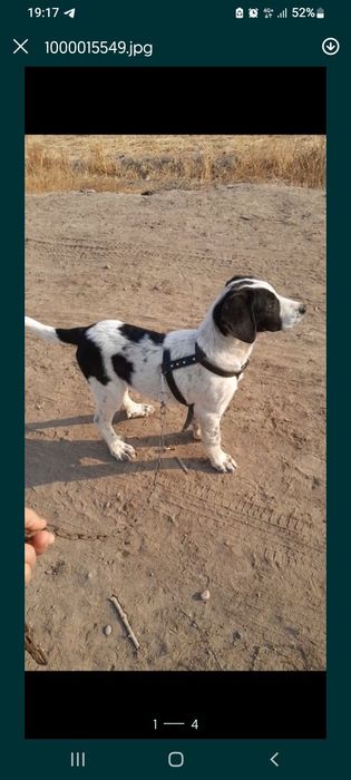 Алабай тозза кон