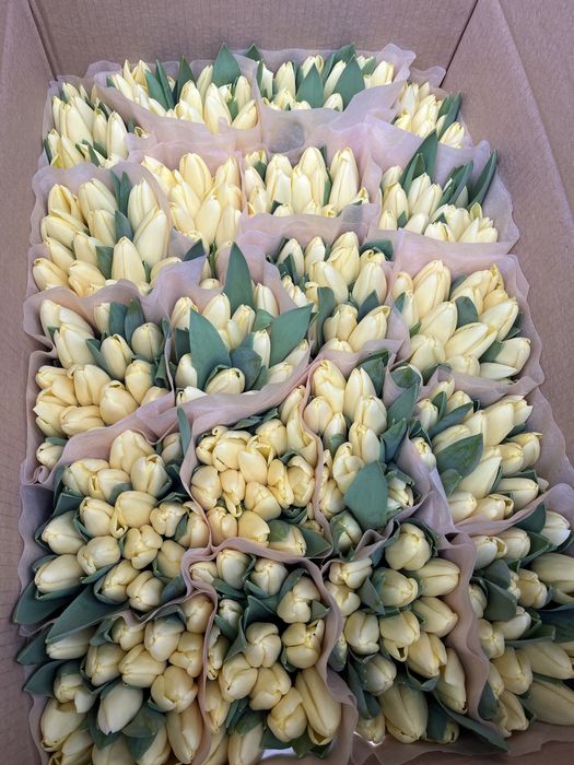 Тюльпаны качество оптом Беларусь