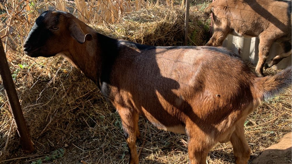 Англонубийский козел