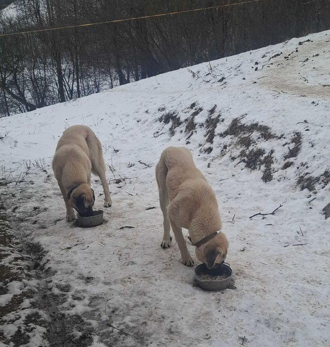 Cățel Kangal Turcesc