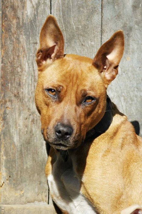 Щенки стафорда и дворянина