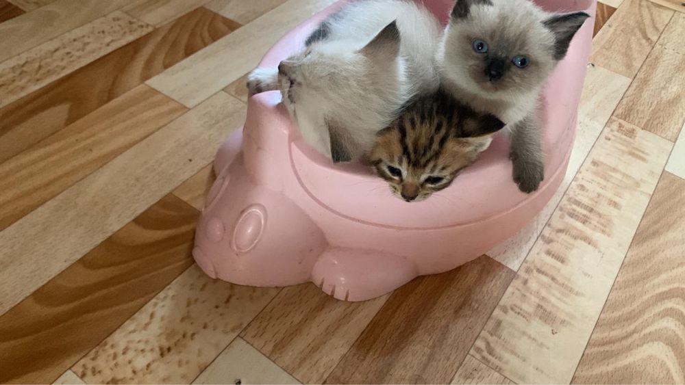 Отдам котят бесплатно