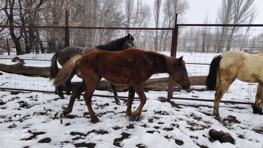 Продам молодые кобылки полутяги