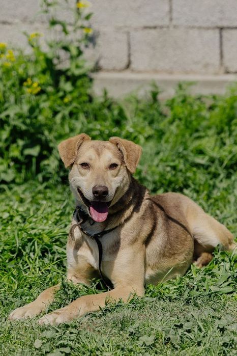 Мальчик Вертолет ищет дом!