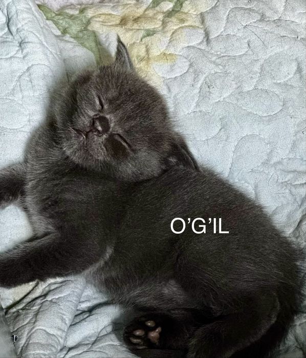 1 oylik Mushuklar arzon narxda 600.000ming
