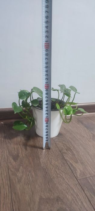 Эпипремнум комнатный цветок