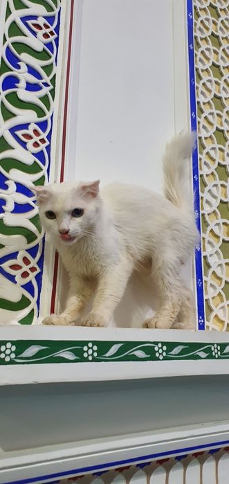 Minusinskdagi jinsiy sherik