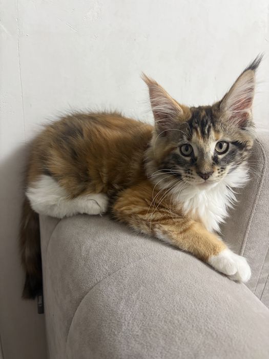 Продам девочку Мейн-кун