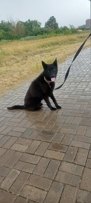 Немецкая овчарка черного окраса.