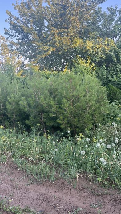 Елка, ел арзан багада