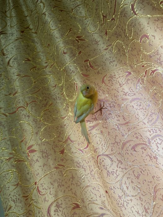 Продам кенора