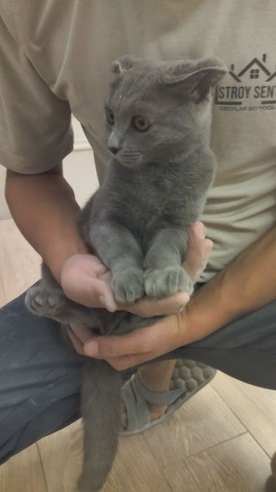 Продаётся кот.  Mushuk sotiladi