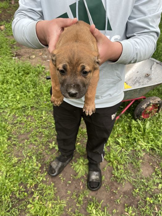 Продам смесь Питбуль и Алабая